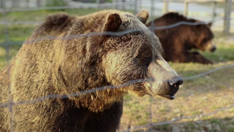 Le grizzli broie et le colza dans l'habitat du grizzli