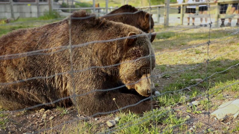 Le grizzli broie et le colza dans l'habitat du grizzli