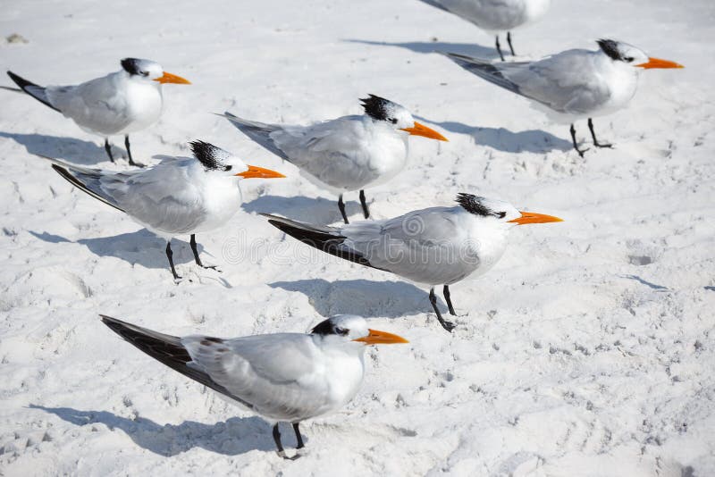Le groupe d'oiseaux de mer royaux de sternes se tiennent sur la plage arénacée de clé de sièste en Floride image stock Le groupe d'oiseaux de mer royaux de sternes se tiennent sur la plage arénacée de clé de sièste en Floride image stock