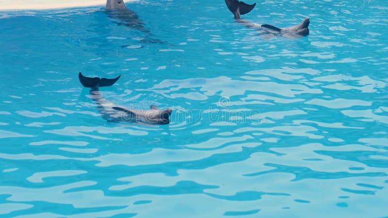 Le groupe dauphin nage dans le bassin de dauphinarium en plein air banque de vidéos