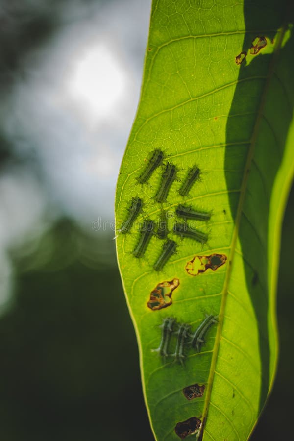 La Chenille De Bebe Fixent Sur Une Feuille Photo Stock Image Du Nature Vert
