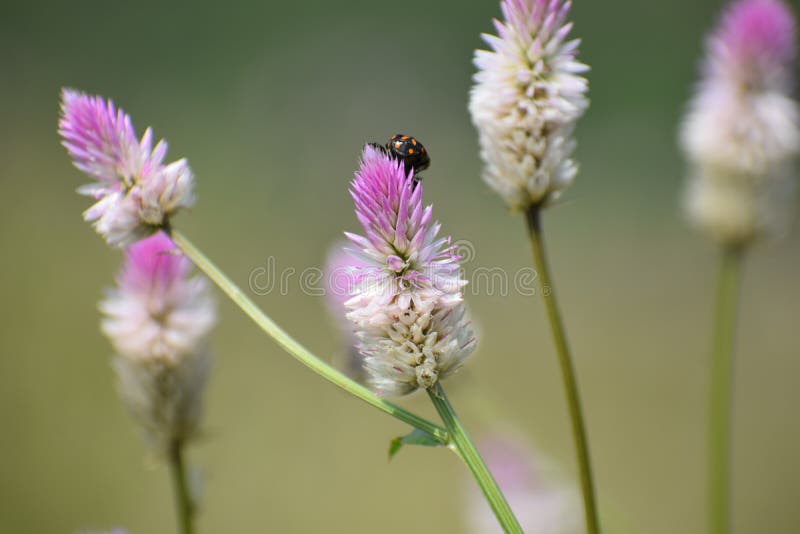 Le groupe de fleurs blanches a cliqué sur dessus le dessus de montagne photos libres de droits Le groupe de fleurs blanches a cliqué sur dessus le dessus de montagne photos libres de droits
