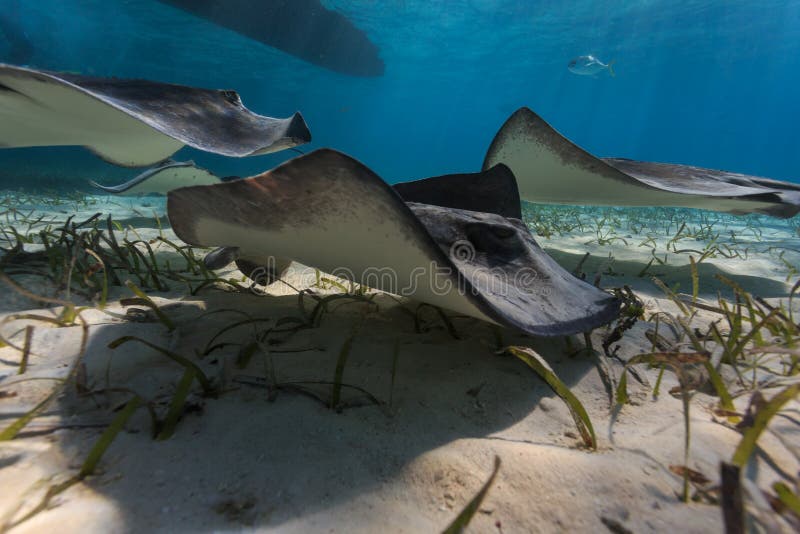 Group of gray juvenile southern sting rays forage for food using a wave like motion of their pectoral fins. Group of gray juvenile southern sting rays forage for food using a wave like motion of their pectoral fins