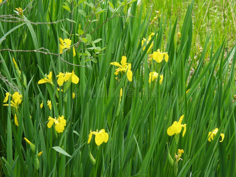 Le groupe du drapeau jaune pseudacorus d'iris irise †« image stock Le groupe du drapeau jaune pseudacorus d'iris irise †« image stock