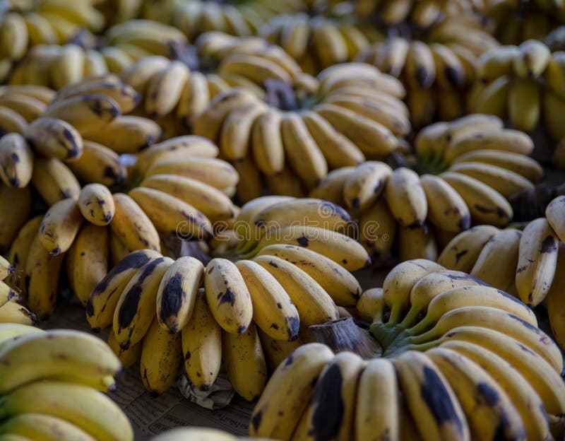 Le groupe du genre de banane ou de MAS de Pisang photo libre de droits Le groupe du genre de banane ou de MAS de Pisang photo libre de droits
