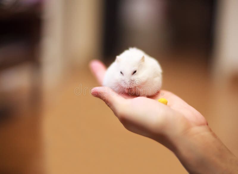 Le hamster mignon de nain blanc d'hiver sur la main de propriétaire est alimenté avec l'aliment pour animaux familiers photos libres de droits Le hamster mignon de nain blanc d'hiver sur la main de propriétaire est alimenté avec l'aliment pour animaux familiers photos libres de droits