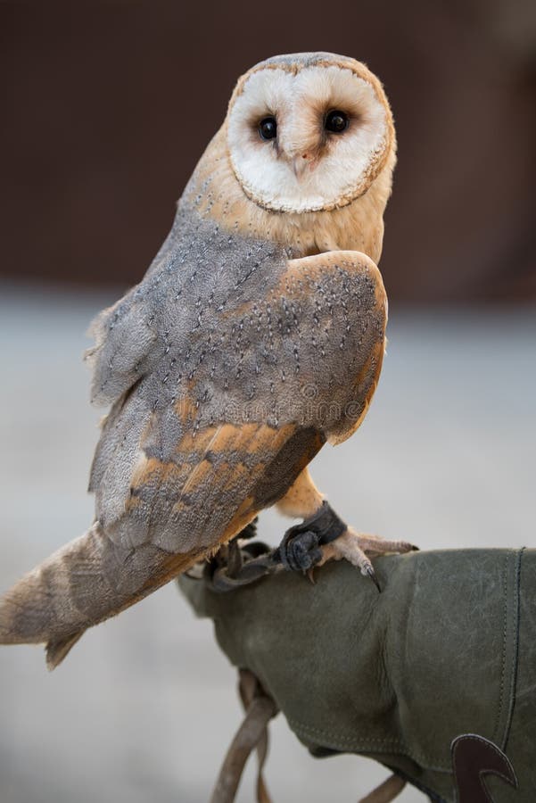 Le hibou de grange image libre de droits Le hibou de grange image libre de droits