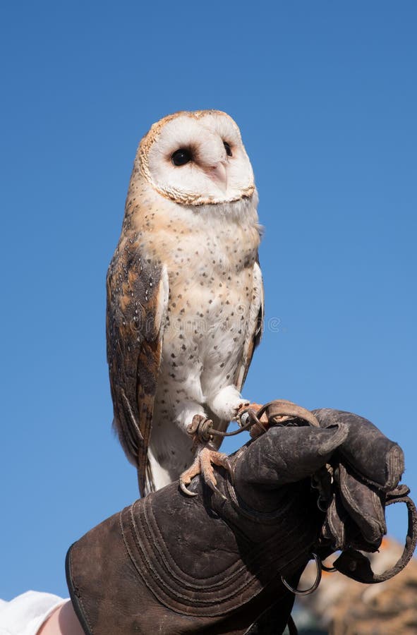 Le hibou de grange photos libres de droits Le hibou de grange photos libres de droits