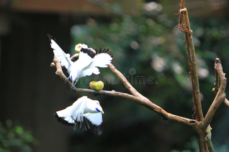 le HK garent la montre d'oiseau chez Edward Youde Aviary photos libres de droits le HK garent la montre d'oiseau chez Edward Youde Aviary photos libres de droits