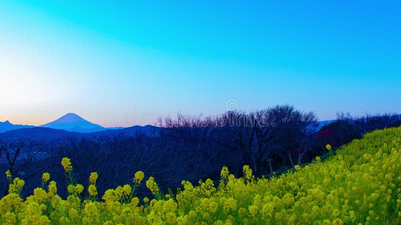 Le jardin d'agr?ment de Canola de laps de temps de coucher du soleil au parc d'Azumayama dans Shounan Kanagawa a au loin tir? le