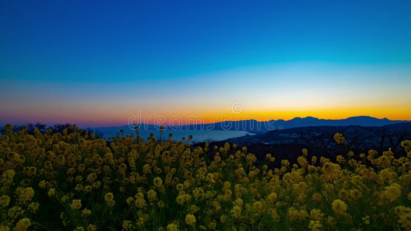 Le jardin d'agrément de Canola de laps de temps de coucher du soleil au parc d'Azumayama dans Shounan Kanagawa a au loin tiré le