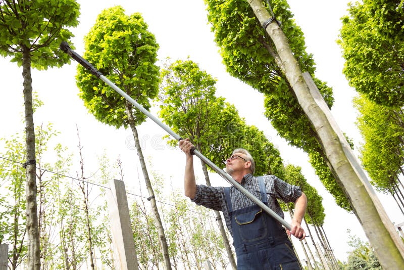 Le jardinier coupe les arbres grands photographie stock libre de droits Le jardinier coupe les arbres grands photographie stock libre de droits