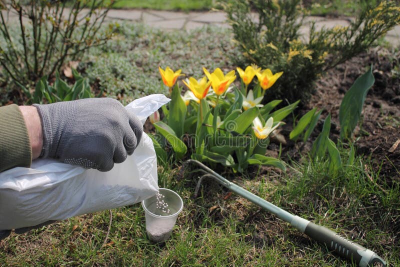 Le jardinier répand l'engrais granulé par minerai du paquet pour les tulipes fleurissantes de fertilisation images libres de droits Le jardinier répand l'engrais granulé par minerai du paquet pour les tulipes fleurissantes de fertilisation images libres de droits