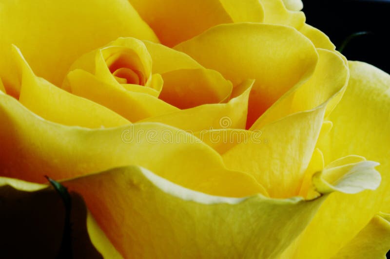 Le jaune a monté images stock