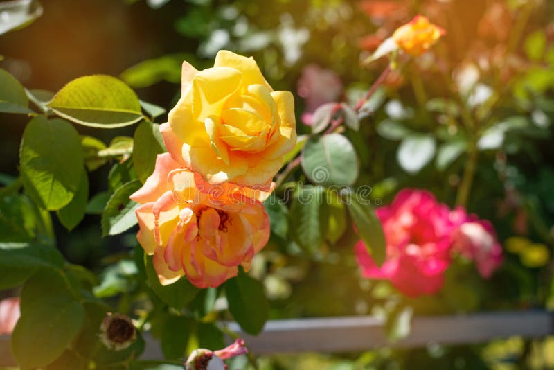 Le jaune a monté sur un fond de parc vert Plan rapproché rose jaune sur un buisson en parc images stock Le jaune a monté sur un fond de parc vert Plan rapproché rose jaune sur un buisson en parc images stock