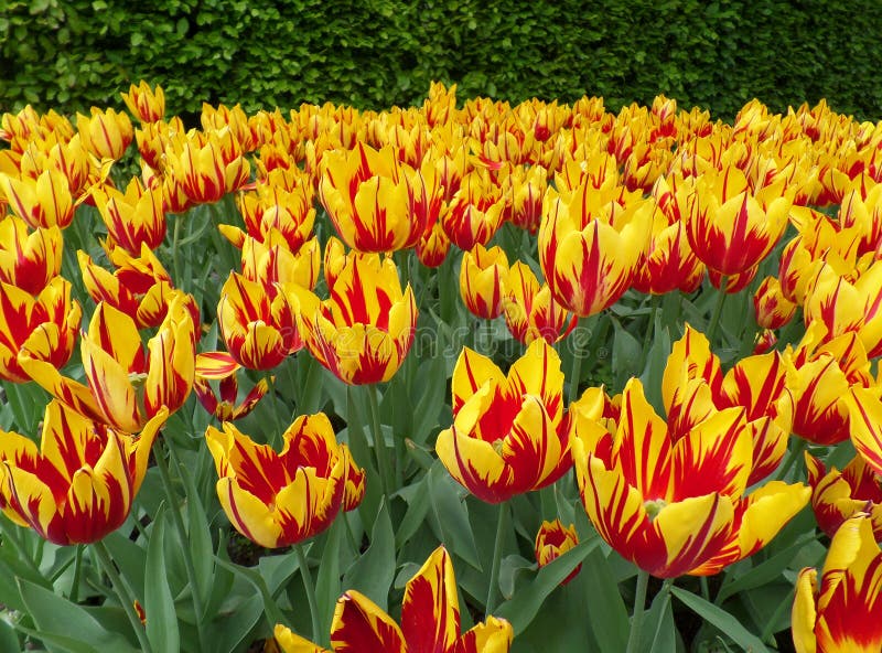 Le jaune vif incomptable avec la tulipe de floraison d'accent rouge fleurit avec dans le champ photos stock Le jaune vif incomptable avec la tulipe de floraison d'accent rouge fleurit avec dans le champ photos stock