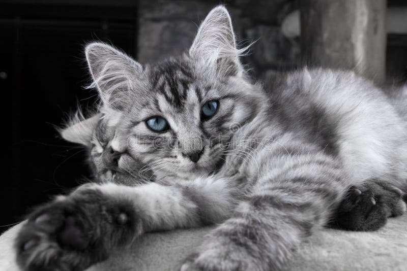 543 Chat Tigre Blanc Gris De Maine Coon Photos Libres De Droits Et Gratuites De Dreamstime
