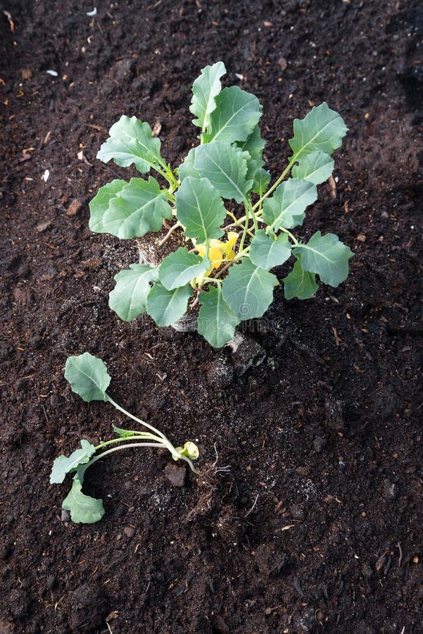 Young broccoli cabbage plants ready for planting on dark brown soil in the vegetable garden bed, top view from above, background with copy space, vertical. Young broccoli cabbage plants ready for planting on dark brown soil in the vegetable garden bed, top view from above, background with copy space, vertical