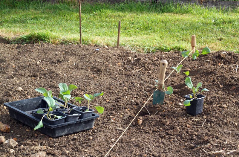 Young cabbage plants ready to be planted in the ground. A box of new plants stand by a string that marks a straight line. Young cabbage plants ready to be planted in the ground. A box of new plants stand by a string that marks a straight line.