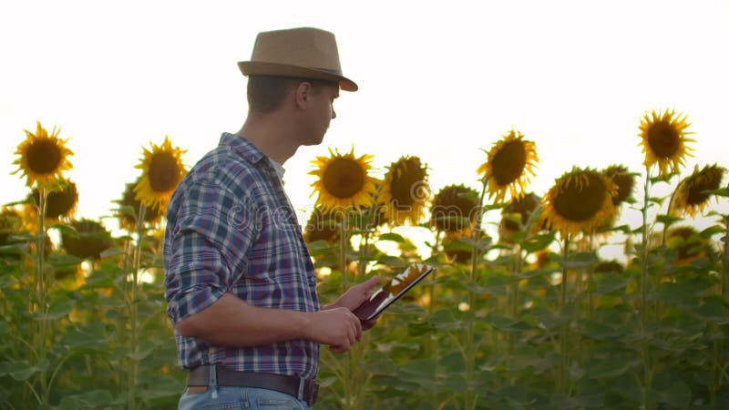 Le jeune garçon avec une tablette sur un terrain de tournesol en été