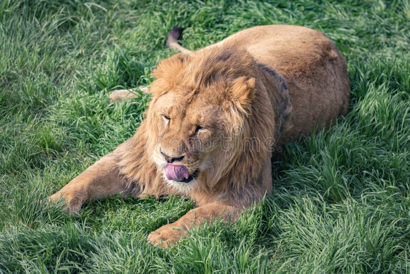 Le jeune lion lèche lui-même le mensonge sur l'herbe verte images stock Le jeune lion lèche lui-même le mensonge sur l'herbe verte images stock