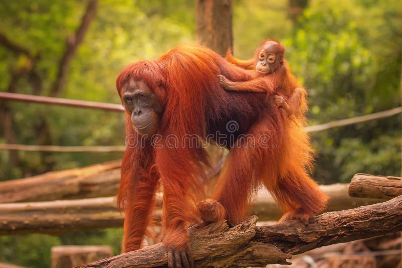 Le jeune orang-outan dort sur sa mère photo libre de droits Le jeune orang-outan dort sur sa mère photo libre de droits