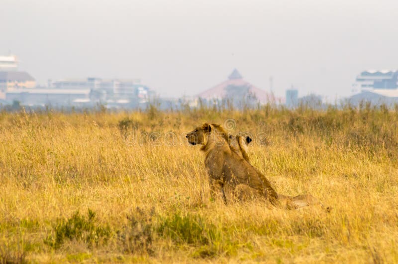 Le Jeunes Lion Et Lionnes Dans La Savane De Nairobi Se Garent Dans Keny ...