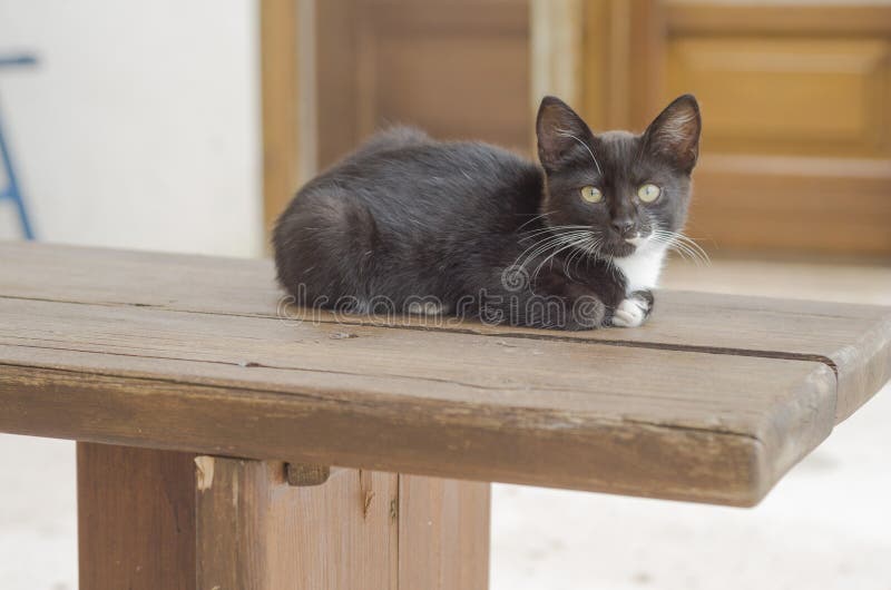 Le Joli Chaton Noir Et Blanc S Est Tapi Sur Le Banc En Bois Image Stock Image Du Chat Curieux Le Joli Chaton Noir Et Blanc S Est Tapi Sur Le Banc En Bois Image Stock Image Du Chat Curieux