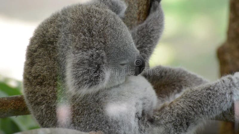 Koala Câlin Mignon Banque D'Images et Photos Libres De Droits