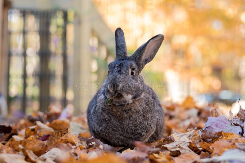 Le lapin domestique gris et blanc adorable fait le visage drôle pendant qu'il mâche sur les feuilles fraîches en automne images libres de droits Le lapin domestique gris et blanc adorable fait le visage drôle pendant qu'il mâche sur les feuilles fraîches en automne images libres de droits