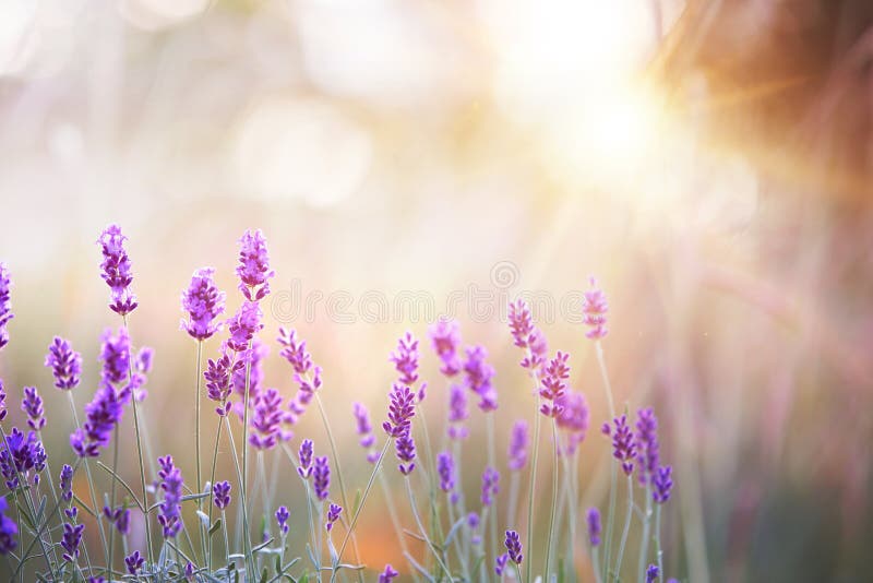 Lavender bushes closeup on sunset. Sunset gleam over purple flowers of lavender. Provence region of france. Lavender bushes closeup on sunset. Sunset gleam over purple flowers of lavender. Provence region of france.