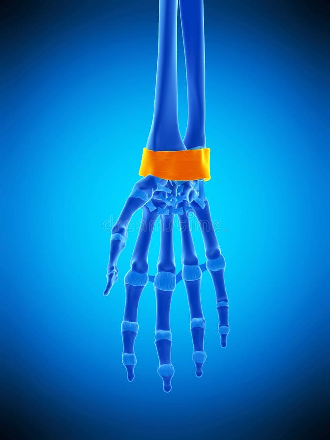 Le ligament de retinaculum illustration libre de droits Le ligament de retinaculum illustration libre de droits