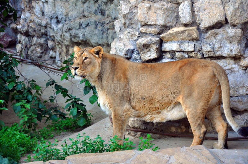 Le lion adulte vit dans une volière équipée image stock Le lion adulte vit dans une volière équipée image stock
