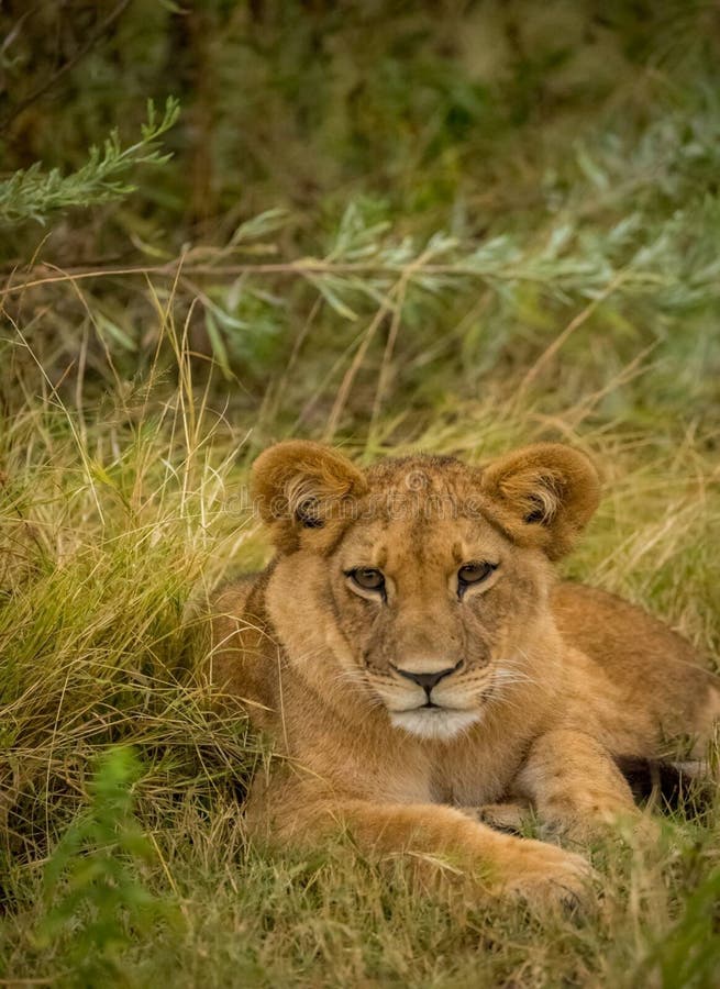 Le lion de Barbarie était la sous-espèce de lion Panthera leo leo. Il s'appelle aussi le lion nord-africain Atlas lion et lion égyptien
