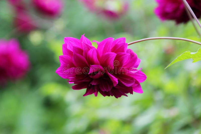 Le Lit De Fleur Avec La Boule Violette a Formé Des Fleurs De Dahlia Fleurs  De Floraison De Dahlia Dans La Fin D'été Image stock - Image du dahlia,  violette: 98563987