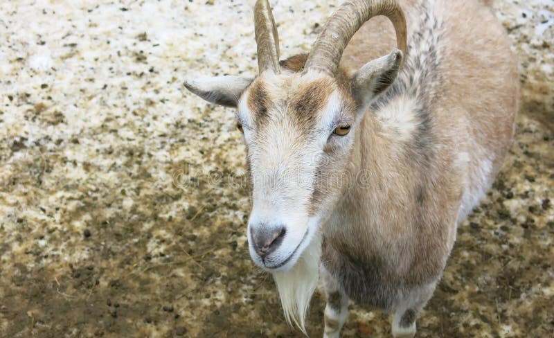 Le look d'une chèvre brune avec des cornes et une chèvre. images stock