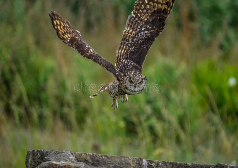 Hibou : un rapace nocturne discret