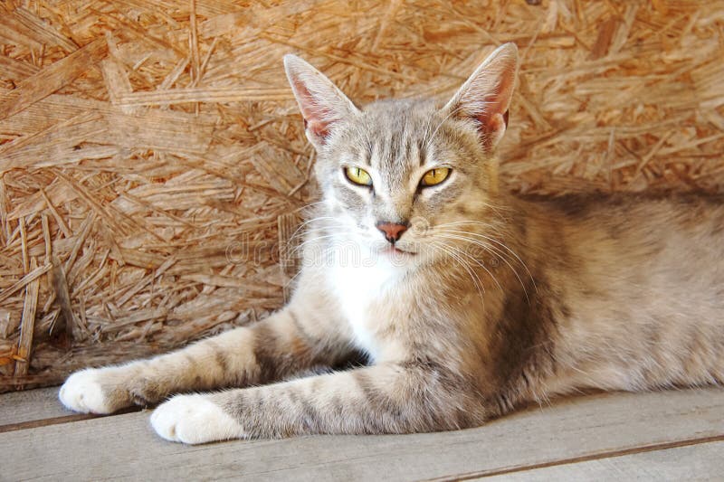 Le Lynx Gris De Chat Avec De Grandes Oreilles Et Yeux Jaunes Se Trouve Semblant Le Mal Sans Abri Photo Stock Image Du Domestique Jour