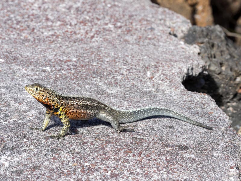 Le lézard de lave de Galapagos, albemarlensis de Microlophus, est endémique à l'île de Galapagos Santa Cruz, Galapagos, Equateur photographie stock Le lézard de lave de Galapagos, albemarlensis de Microlophus, est endémique à l'île de Galapagos Santa Cruz, Galapagos, Equateur photographie stock