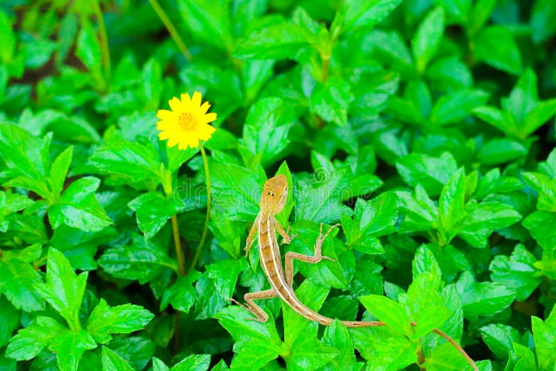 le lézard sur la fleur jaune de plante verte est fleur dans le jardin photo libre de droits le lézard sur la fleur jaune de plante verte est fleur dans le jardin photo libre de droits