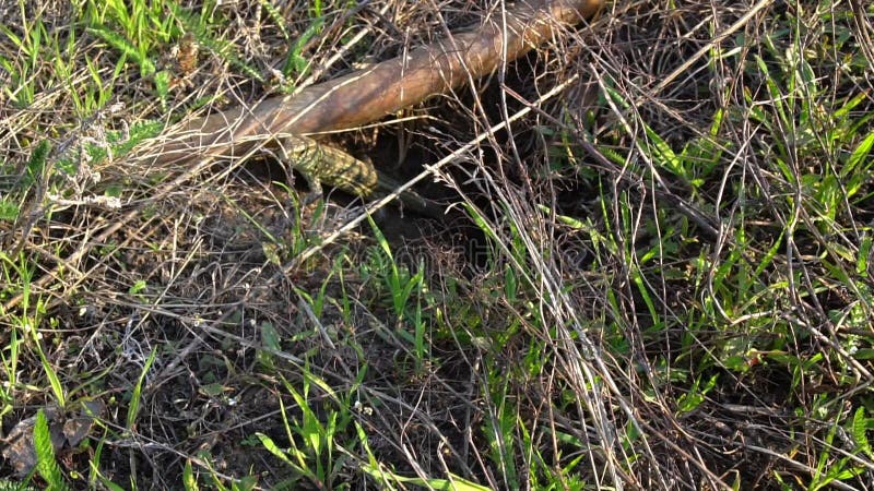 Le lézard tourne la tête et regarde dans la caméra