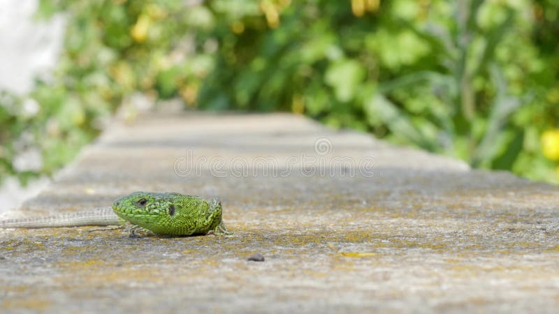 Le lézard vert mignon dans le jardin sur un petit reptile curieux de la faune concrète de navigation en marchant dans la nature su