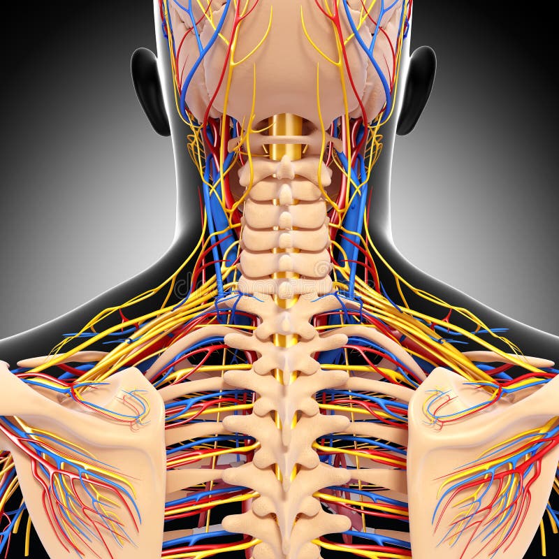 Artères, Veines Et Nerfs Avec Le Corps Humain Illustration Stock -  Illustration du axone, nerveux: 107563465