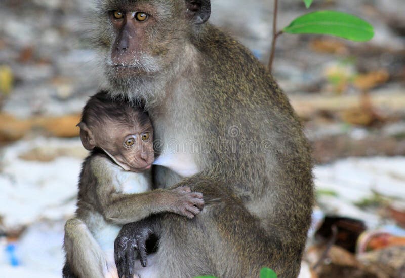 Le Macaque long-coupé la queue parconsommation de chiot de singe, fascicularis de Macaca taquinant la mère pendant allaitent au s photos libres de droits Le Macaque long-coupé la queue parconsommation de chiot de singe, fascicularis de Macaca taquinant la mère pendant allaitent au s photos libres de droits