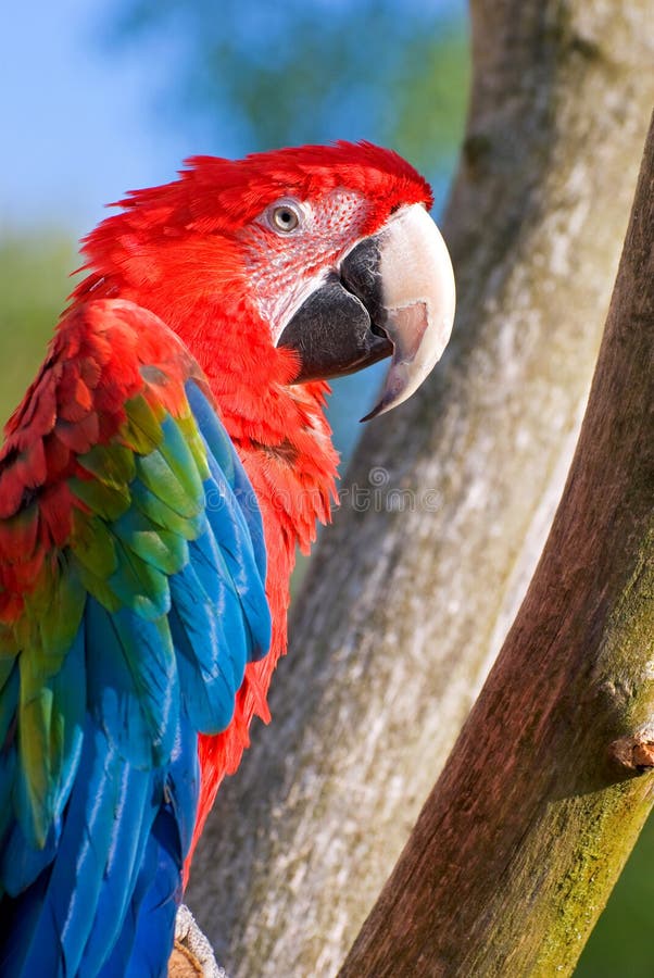 Le macaw viridipenne (chloroptera d'Ara) photo libre de droits