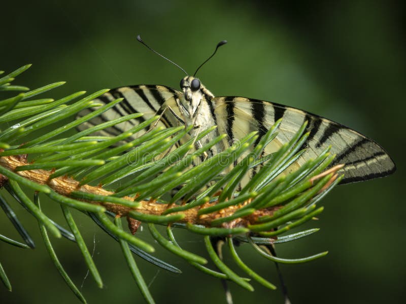Le machaon Podalirius de papillon se repose faisant face à l'appareil-photo photos stock Le machaon Podalirius de papillon se repose faisant face à l'appareil-photo photos stock