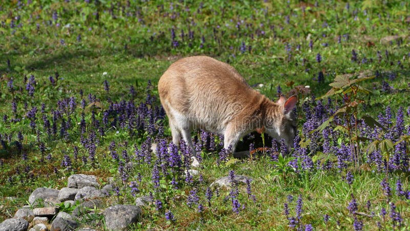 Le macropus agilis agile, aussi appelé wallaby sablonneux, est une espèce de wallaby banque de vidéos