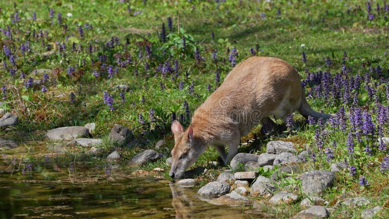 Le macropus agilis agile, aussi appelé wallaby sablonneux, est une espèce de wallaby clips vidéos