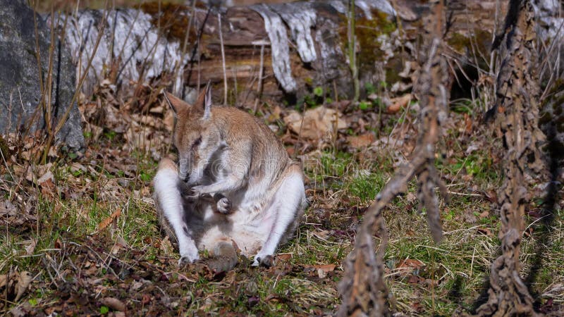 Le macropus agilis agile, aussi appelé wallaby sablonneux, est une espèce de wallaby banque de vidéos