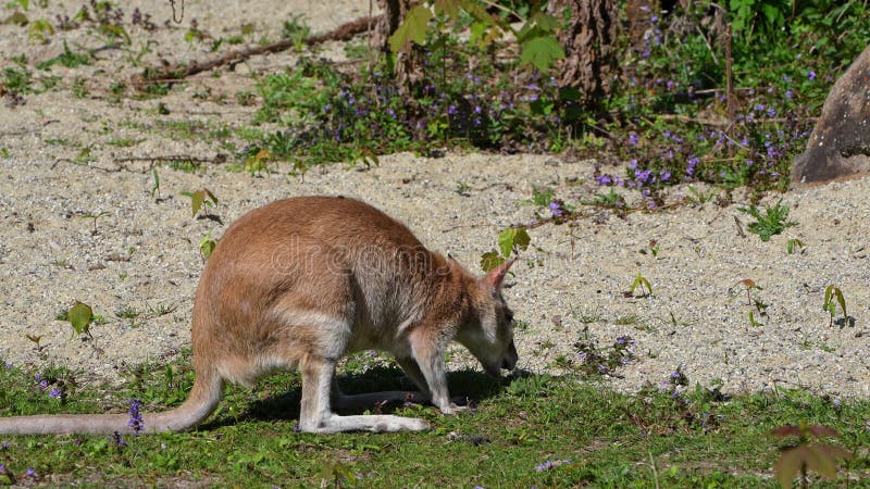 Le macropus agilis agile, aussi appelé wallaby sablonneux, est une espèce de wallaby banque de vidéos